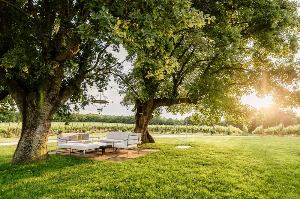 Oaks and vineyard at Meneghetti Wine Hotel & Winery in Bale, Istria
